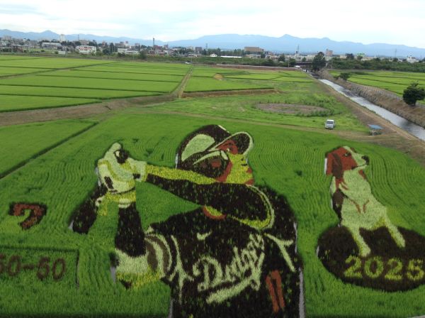 大谷選手の田んぼアート 大谷選手の田んぼアート